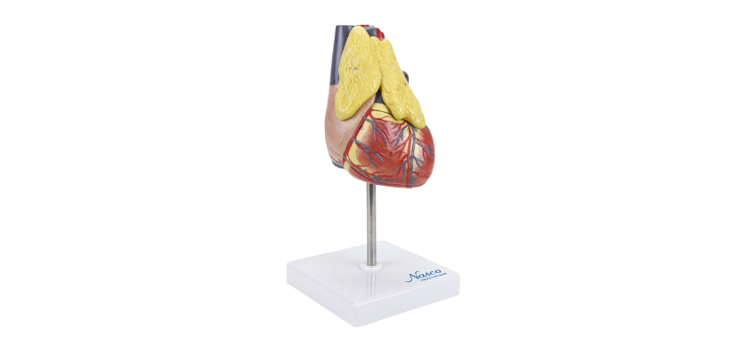 Classic Heart Model with Thymus 1111.png Κανένα σετ εικόνων